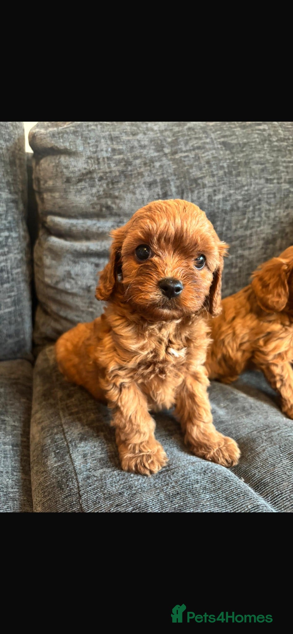 Cavapoo dogs Cavapoo - Advert 15