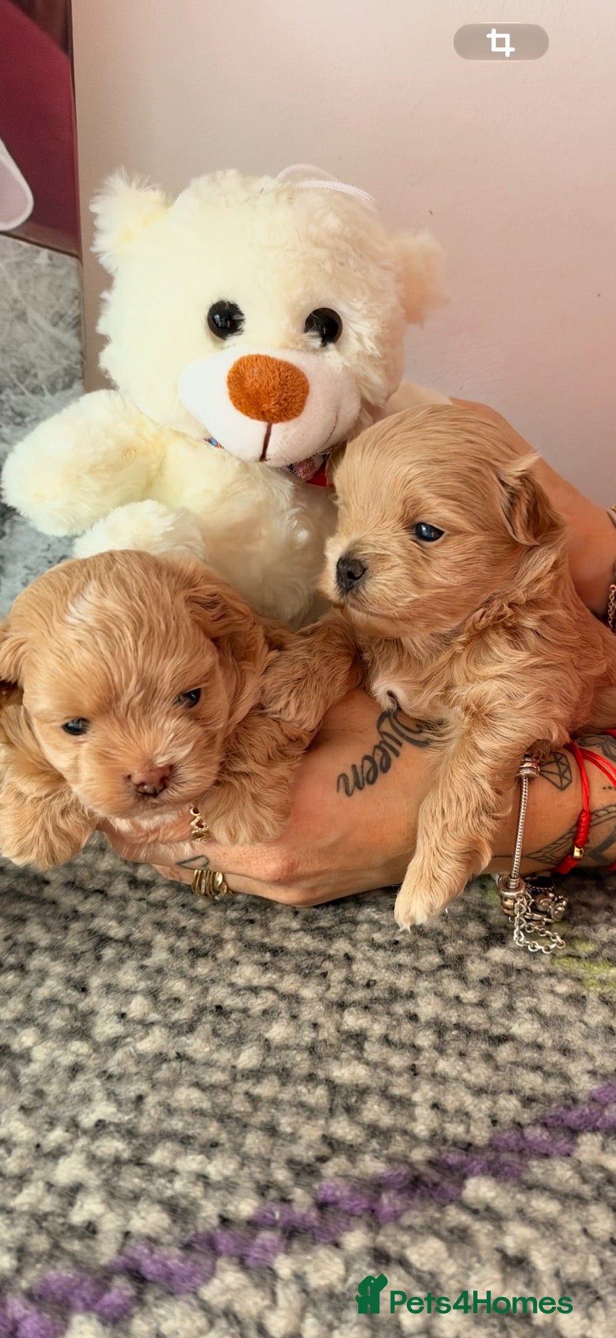 Maltipoo dogs for sale: ✨ Exceptional Maltipo PUPPIES – LOVING HOMES ONLY  - Advert 8