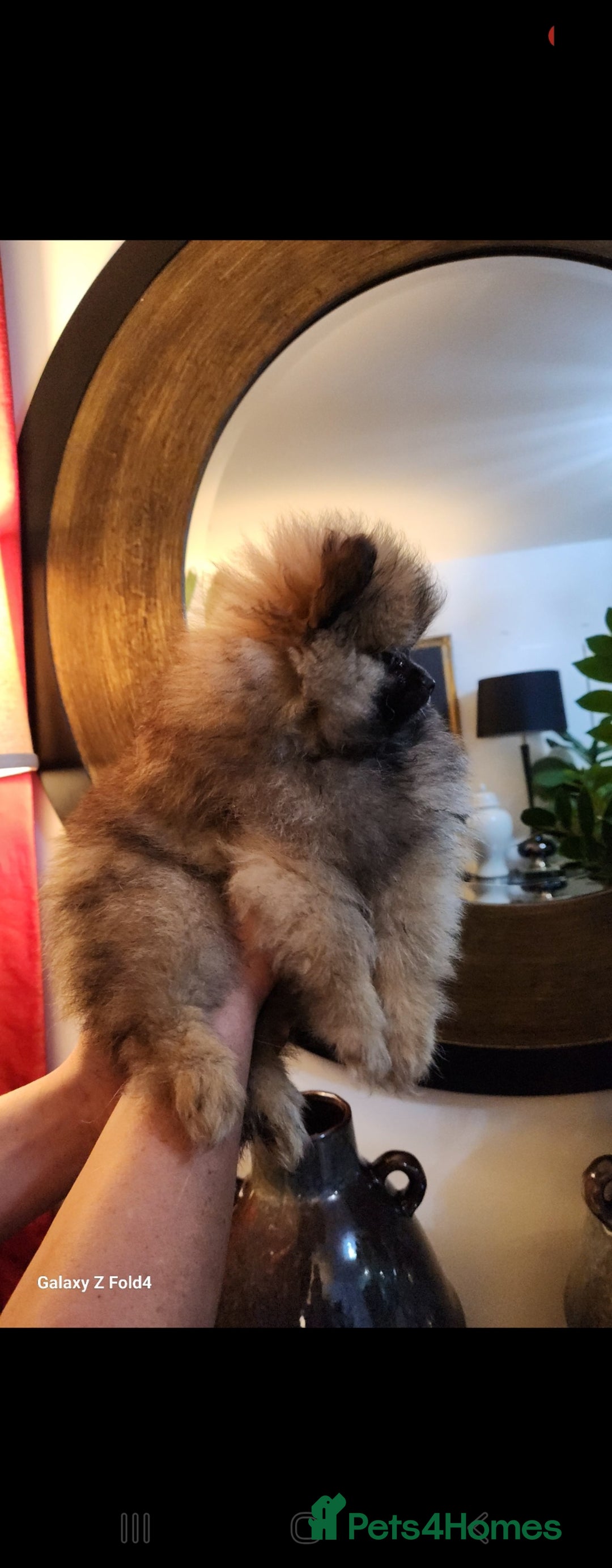 Pomeranian dogs for sale: Tiny Fluff-Balls looking for Forever Homes - Advert 10