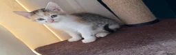 Domestic Shorthair cats for sale: Cute little fluffy kittens for sale  in Birmingham - Advert 9