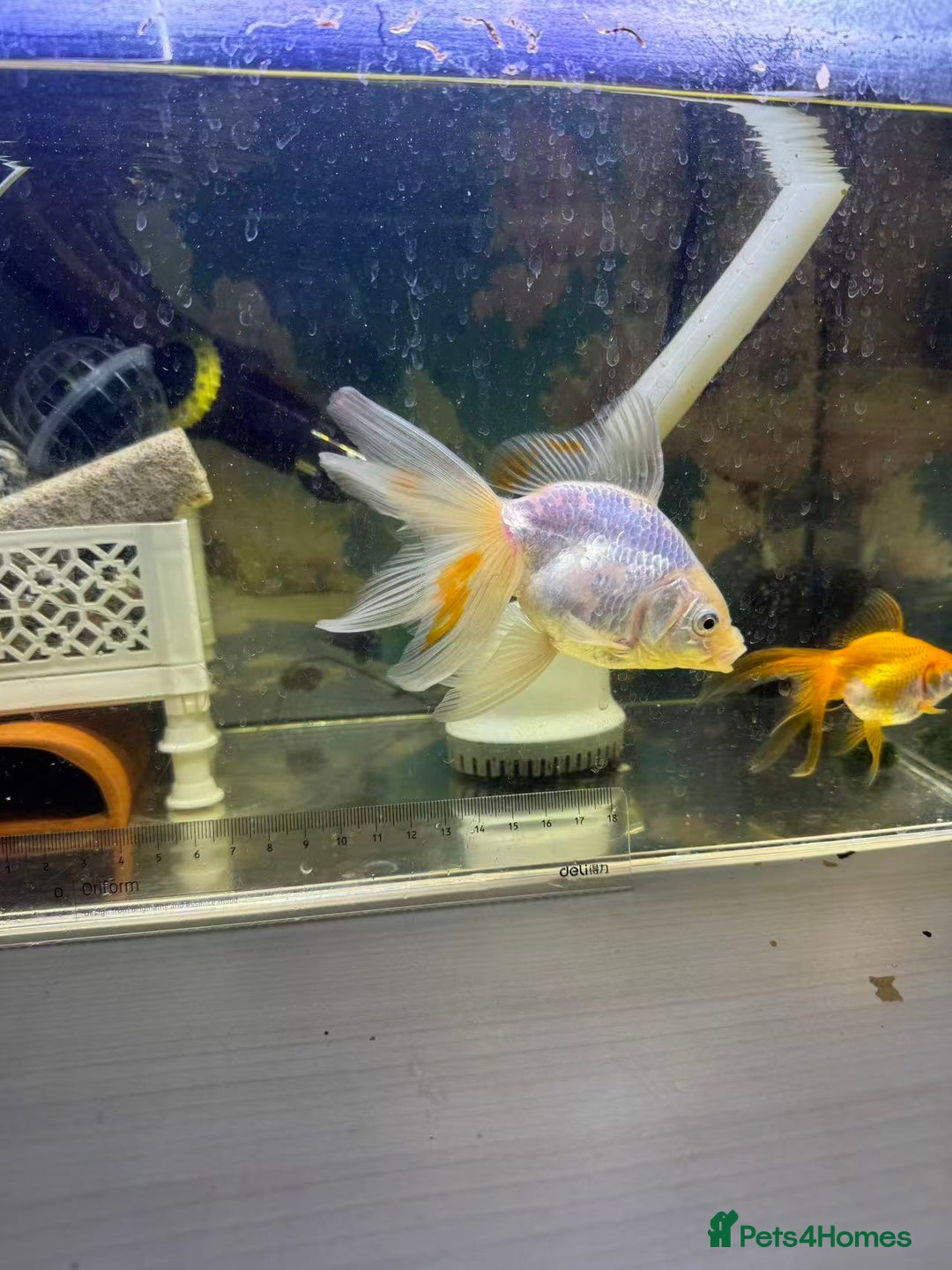 Goldfish fish for sale: 2 Goldfish – Includes Free Remaining Fish Food - Advert 6