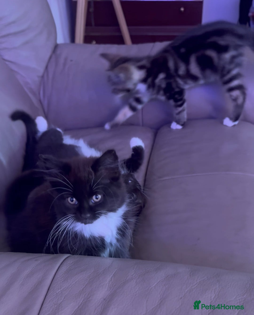 European cats for sale: 3 kittens for sale  - Image 9
