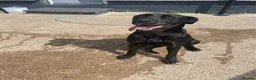 Mixed Breed dogs for sale: Rottweiler/akita / mastiff/ Serbiandefence puppies in Swadlincote - Advert 1