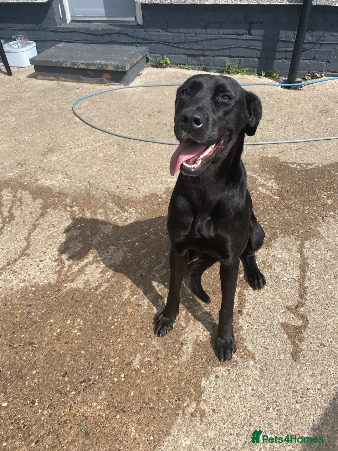Mixed Breed dogs for sale: Rottweiler/akita / mastiff/ Serbiandefence puppies in Swadlincote - Advert 1