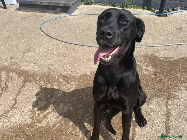Mixed Breed dogs for sale: Rottweiler/akita / mastiff/ Serbiandefence puppies - Advert 19