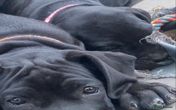Cane Corso dogs for sale: Big Pure Cane Corso Puppies Ready Now!  - Image 28