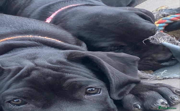 Cane Corso dogs - Advert 2