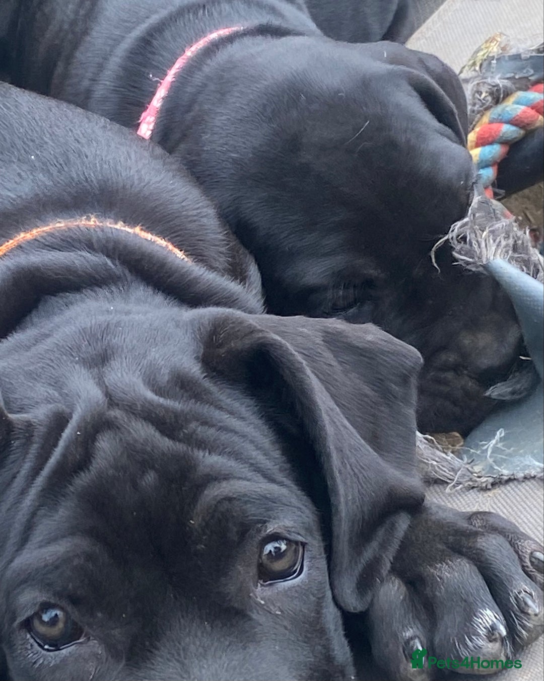 Cane Corso dogs for sale: Big Pure Cane Corso Puppies Ready Now!  - Image 28