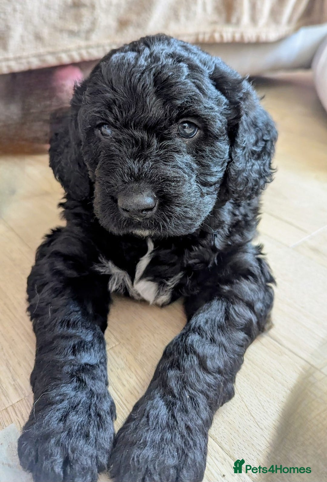 Mixed Breed dogs for sale: Bernedoodle  - Advert 9