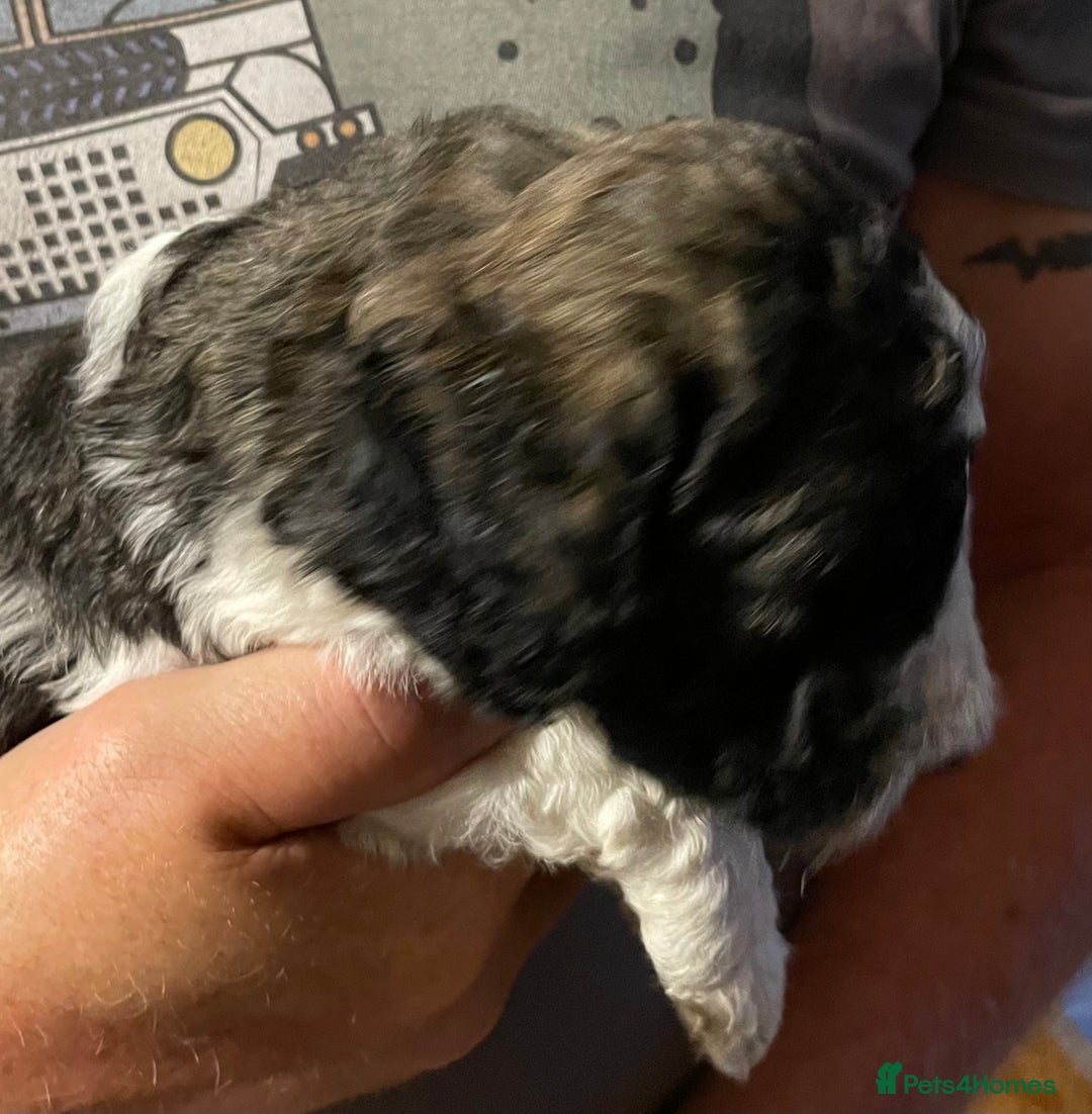Mixed Breed dogs for sale: St Berdoodle ( St Bernard x Standard poodle) - Image 23