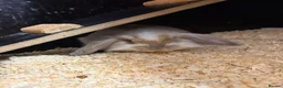 Mixed Breed rabbits for sale: Rabbits for Sale  - Advert 4