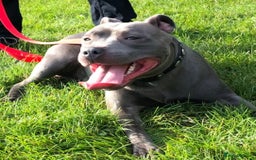 Staffordshire Bull Terrier dogs for stud: STUD.....Blue Siras in Stroud - Image 4
