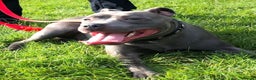 Staffordshire Bull Terrier dogs for stud: STUD.....Blue Siras in Stroud - Advert 4