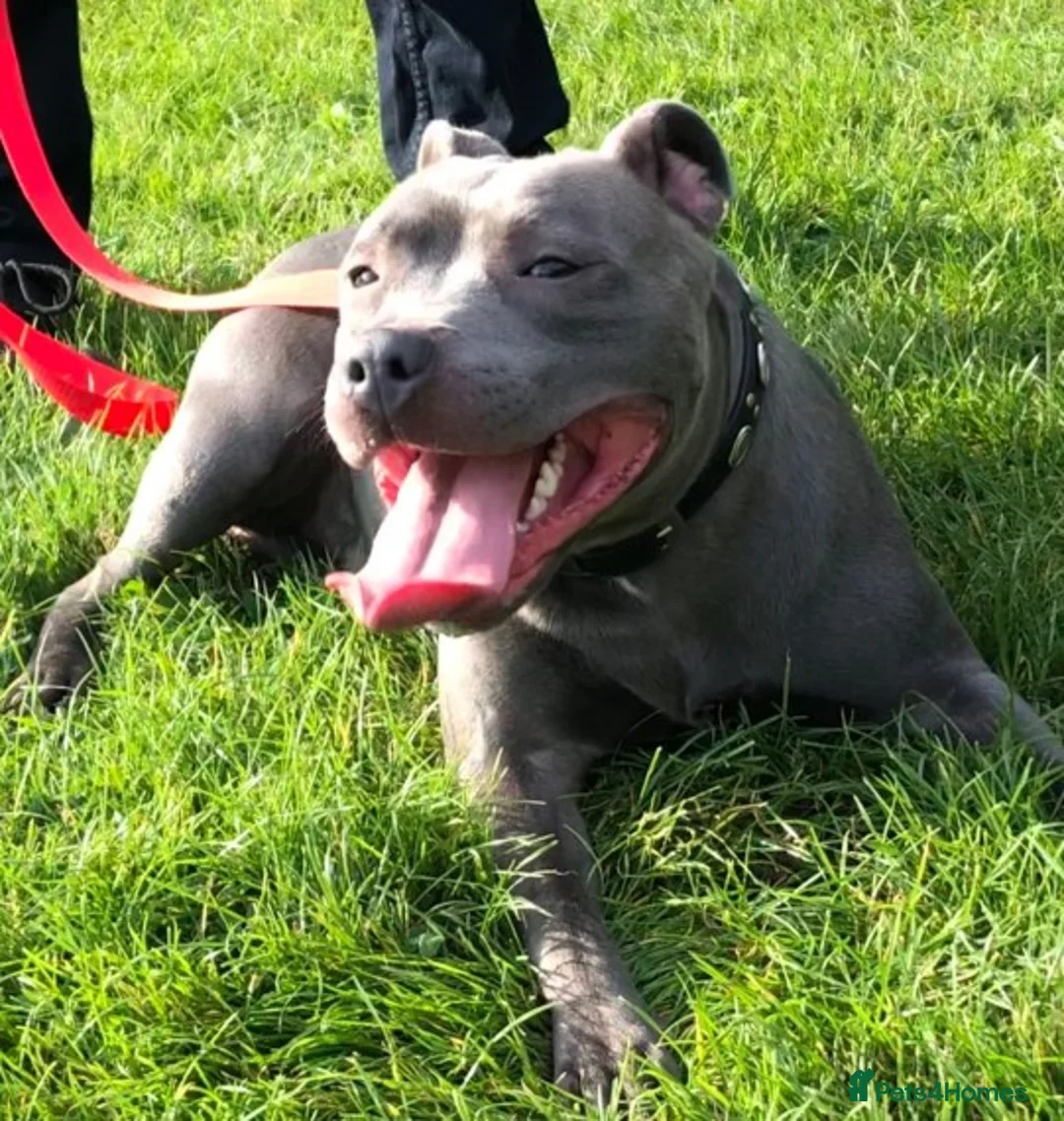 Staffordshire Bull Terrier dogs for stud: STUD.....Blue Siras in Stroud - Advert 4