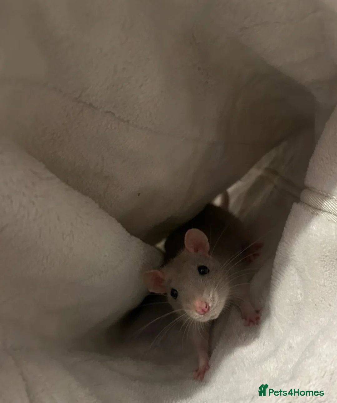 Rat rodents for sale: 2Bonded Female Rats with everything  - Advert 4
