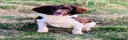 English Springer Spaniel dogs for stud: HEALTH TESTED FTCH bred springers for stud - Advert 2
