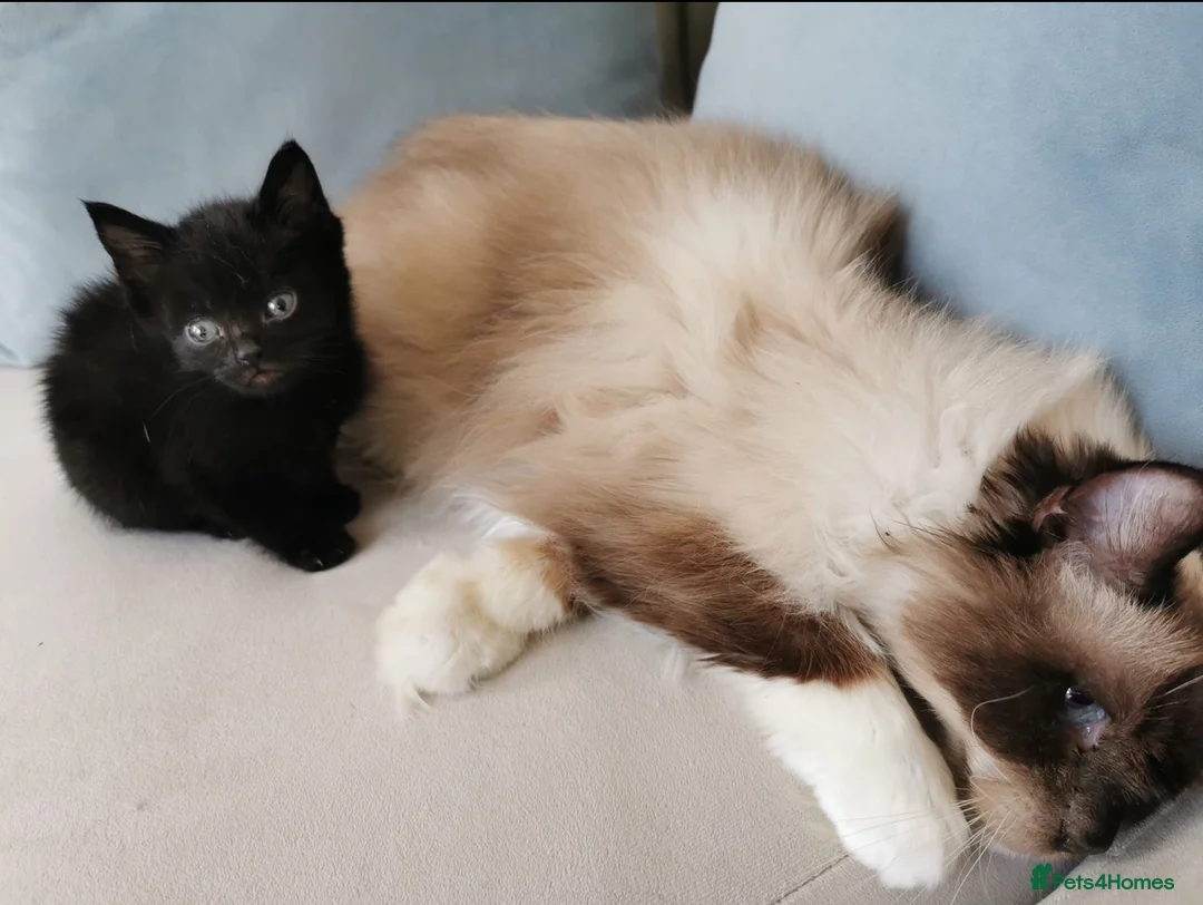 Mixed Breed cats for sale: Ragdoll X Kittens - Advert 3