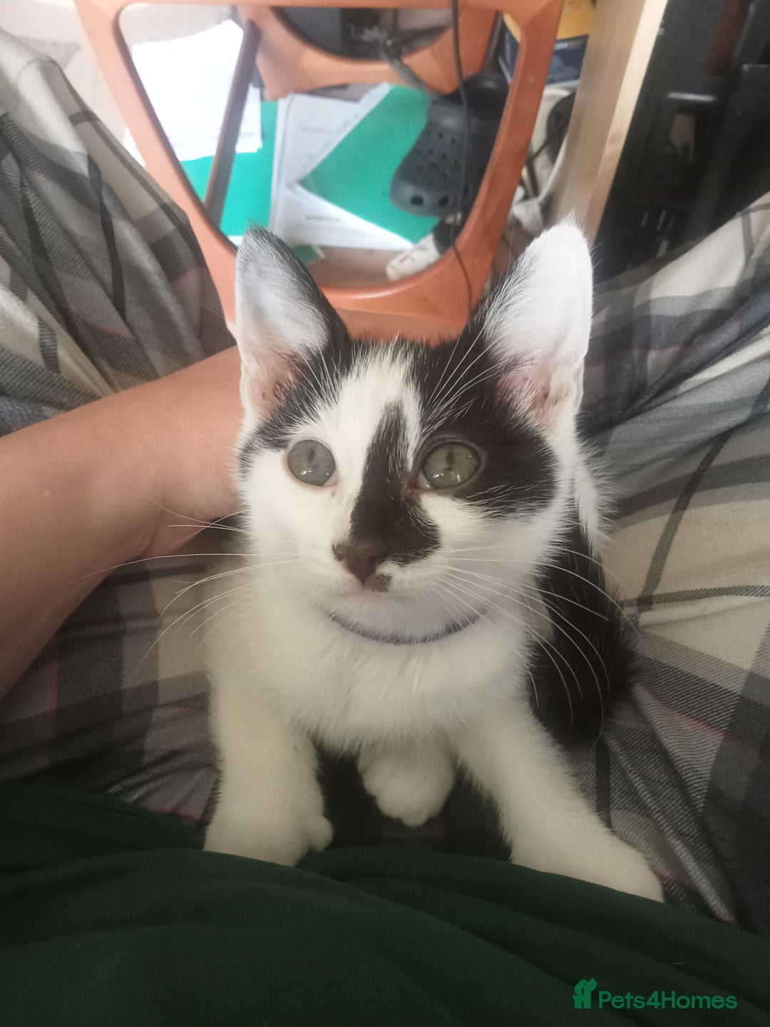Mixed Breed cats for sale: Kittens ready for new home  - Image 2