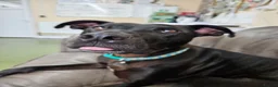 Mixed Breed dogs for adoption: Captain - Advert 3