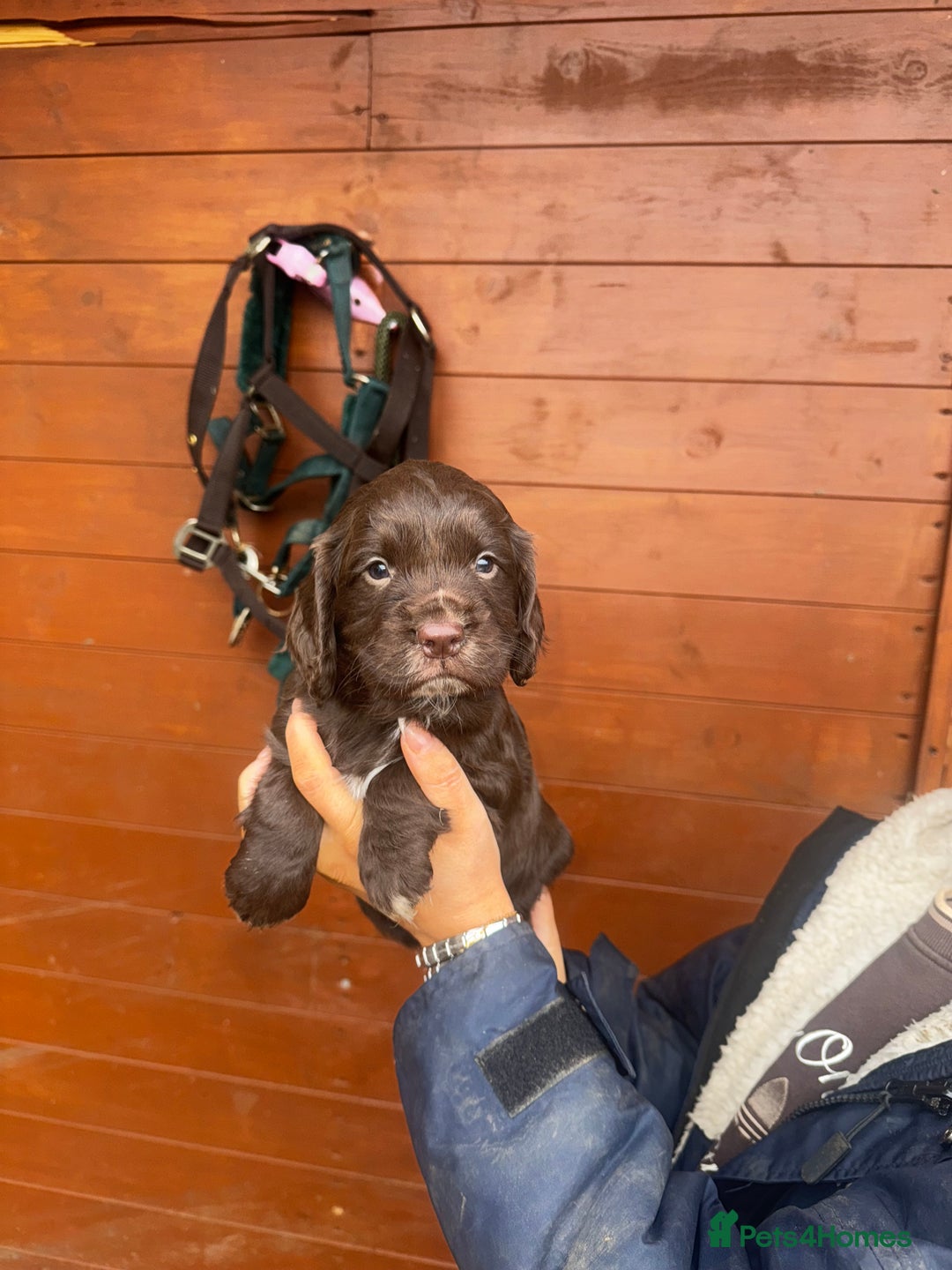 Cocker Spaniel dogs for sale: Health Tested Clear KC Registered Working Cockers - Advert 25