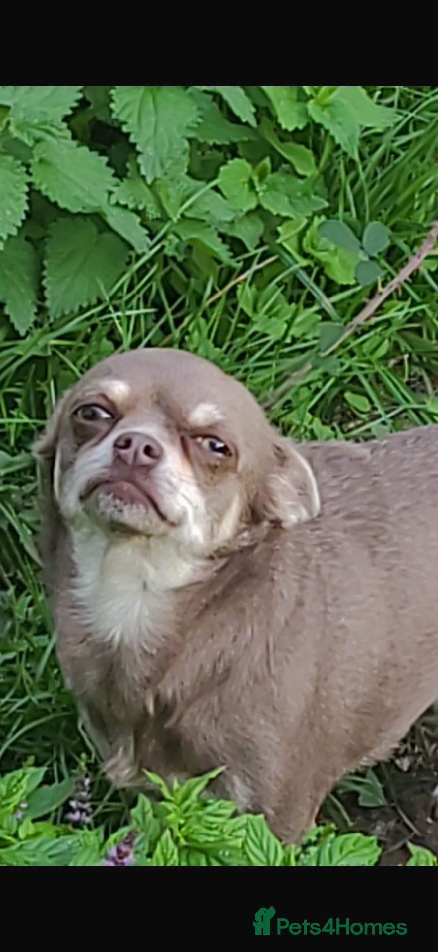 Chihuahua dogs BLUEBELL - Advert 6