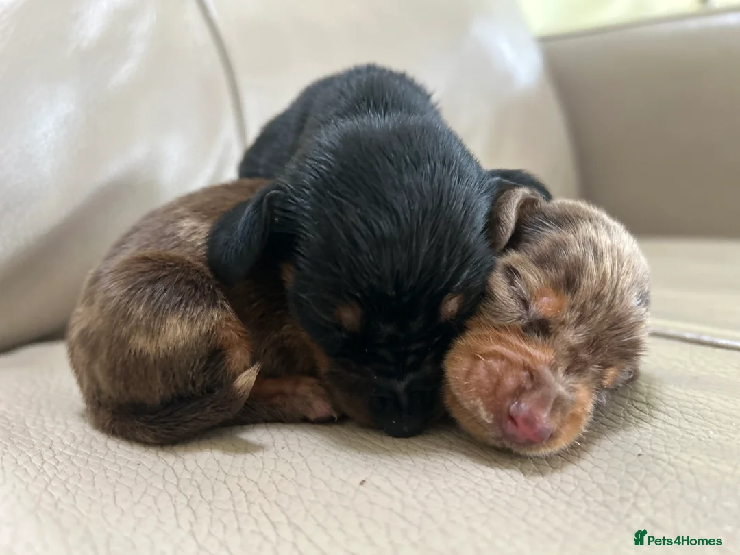 Miniature Dachshund dogs for sale: Baby Girl Mabel - Miniature Dachshund  - Advert 25