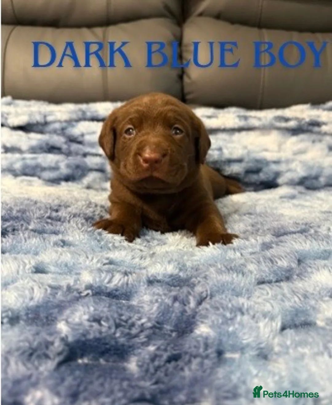 Labrador Retriever dogs for sale: STUNNING CHOCOLATE LABRADOR PUPPIES!!!! - Advert 11