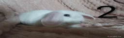 Rex rabbits for sale: 4 baby female Rex's - Advert 7