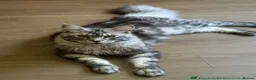 Maine Coon cats for sale: Half Mainecoon’s  - Advert 10