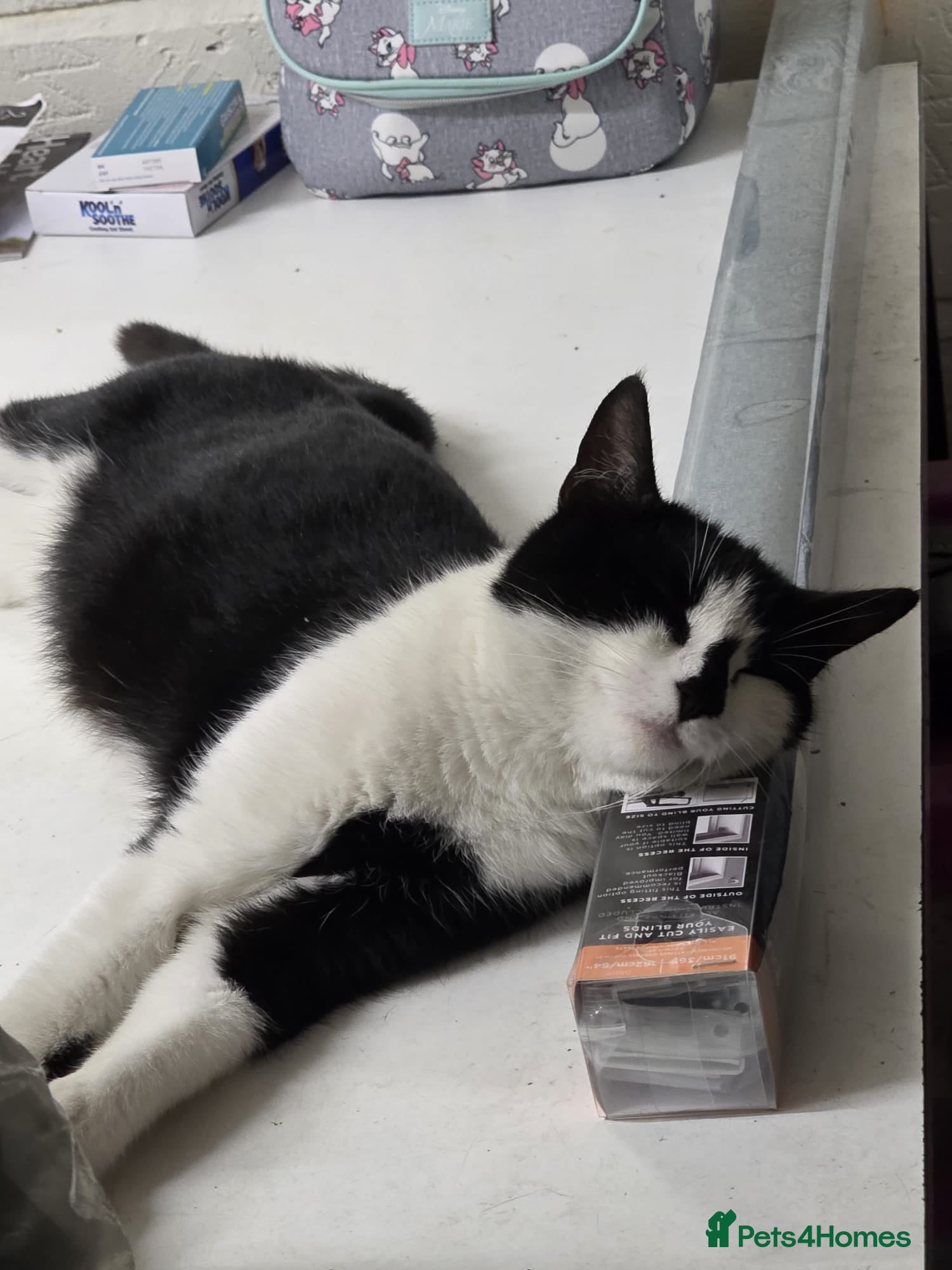 Mixed Breed cats Kitten  - Advert 5