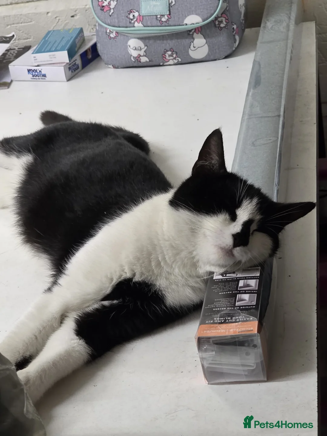 Mixed Breed cats for sale: Kitten  in Enfield - Advert 1