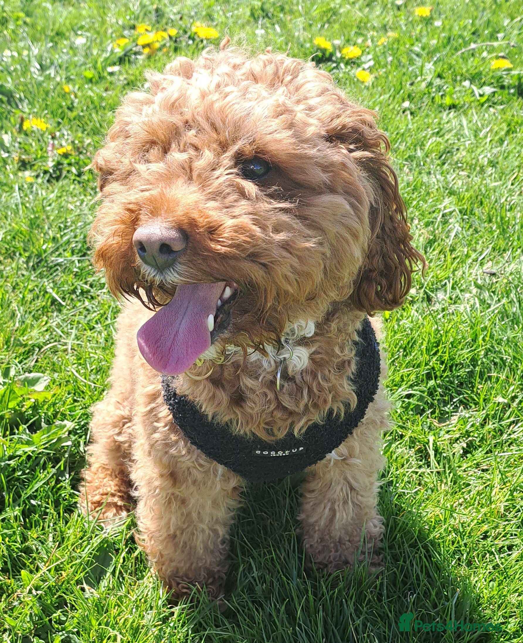 Cavapoo dogs Teddy  - Advert 2