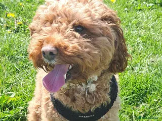 Cavapoo dogs Teddy - Advert 2