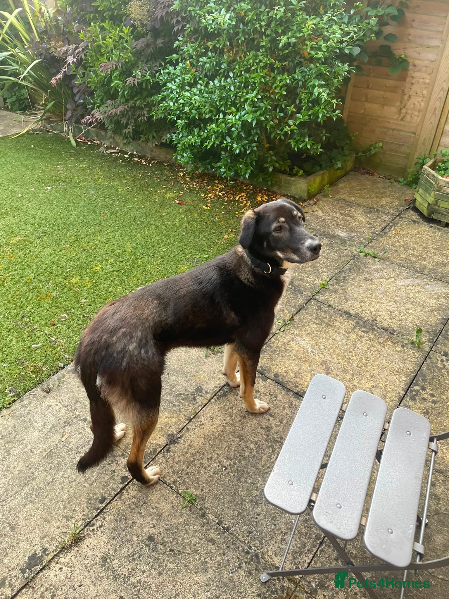 Mixed Breed dogs for adoption: 🐾 RONA -  a Lovely Girl, for a Loving Home🐾 in Bristol - Advert 1