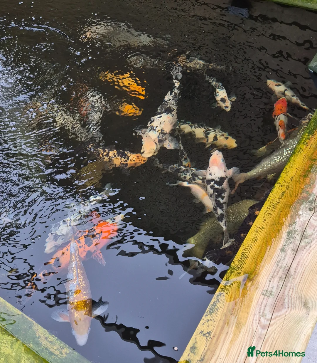 Koi Carp fish for sale: Koi Carp in Canterbury - Advert 1