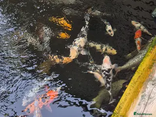 Koi Carp fish Koi Carp - Advert 1