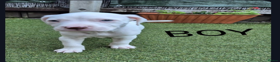 American Bulldog Puppy 1