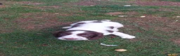 English Springer Spaniel dogs for sale: English springer spaniels in Bargoed - Advert 30