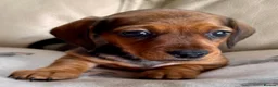 Miniature Dachshund dogs for sale: Miniature dachshund  - Advert 18