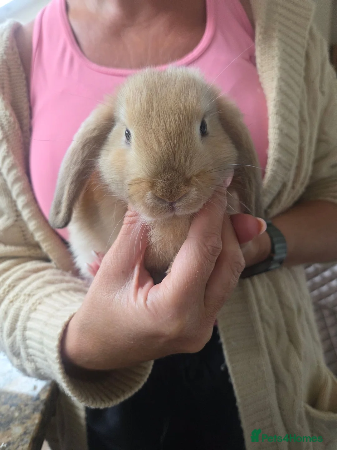 Mini Lop rabbits for sale: Mini Lop Bunnies for sale in Stockport - Advert 20