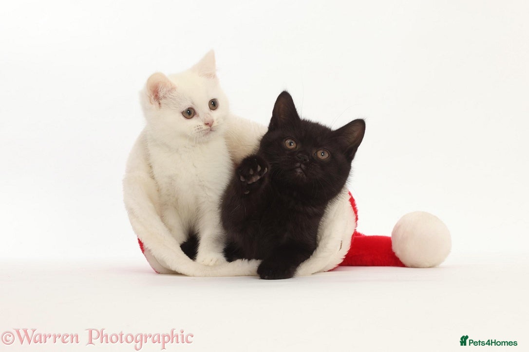 British Shorthair cats Adorable British Babies  - Advert 2