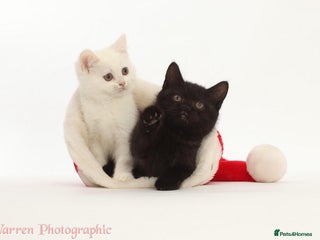 British Shorthair cats Adorable British Babies - Advert 2