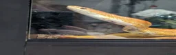 Corn Snake reptiles for sale: Male 4year old corn snake in Cupar - Advert 4