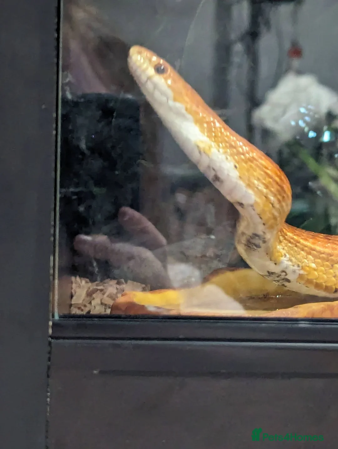 Corn Snake reptiles for sale: Male 4year old corn snake in Cupar - Advert 4