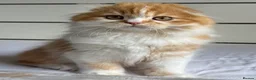 Scottish Fold cats for sale: Scottish Fold TICA Pedigree  - Advert 5