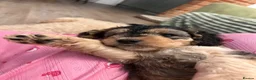 Mixed Breed dogs for sale: 4 Double Doodle Little Girls Available  - Advert 3