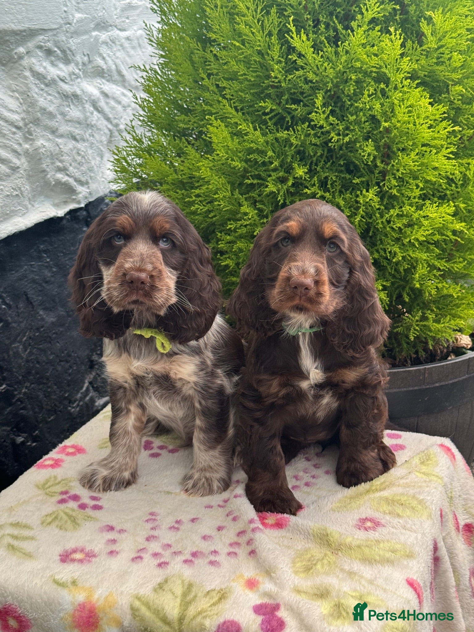 Cocker Spaniel dogs 2 left kc reg show cocker spaniel puppies - Advert 4