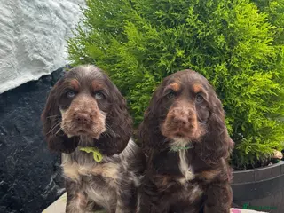 Cocker Spaniel dogs 2 left kc reg show cocker spaniel puppies - Advert 4