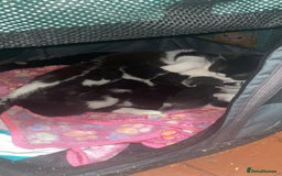 Brazilian Shorthair cats for sale:  14 week 5 day boy  - Image 9