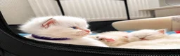 Ragdoll cats for sale: Gorgeous, affectionate kittens full of personality - Advert 7